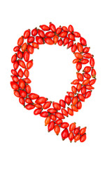 Red hip rose capital letter q