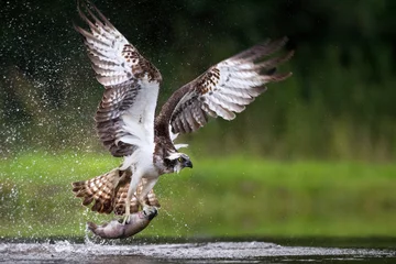 Stoff pro Meter Fischadler angeln und jagen auf einem schottischen See. © markmedcalf