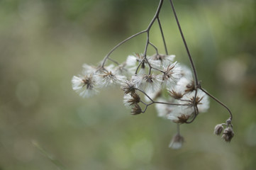 Soft Focus on tridax daisy with soft background
