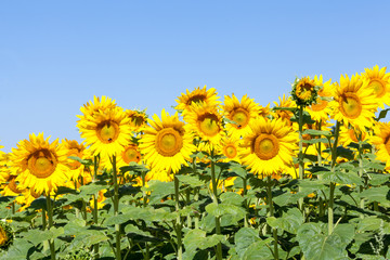 Bright yellow sunflowers , or Helianthus, against a clear sunny blue sky in an agricultural field with several bees foraging for nectar