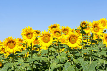 Bright yellow sunflowers , or Helianthus, against a clear sunny blue sky in an agricultural field with several bees foraging for nectar