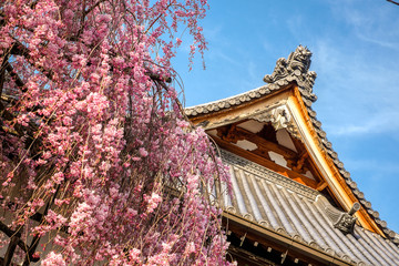 Naklejka premium Japansese pagoda
