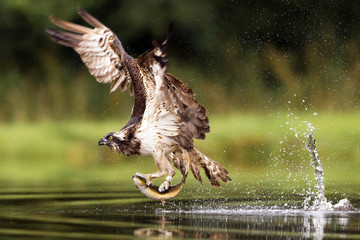 Osprey fishing and hunting on a Scottish loch.