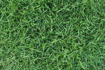 Green grasses grow on moisture near a cannel