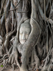 Head of Sandstone Buddha in The Tree Roots at Wat Mahathat, Ayut