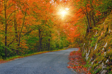 Obraz premium Forest in autumn