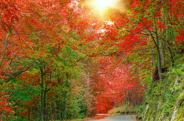 Fototapeta premium Forest in autumn