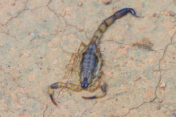 Scorpion