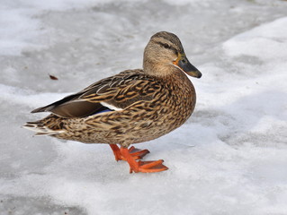 Female mallard walking on ice