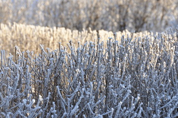 hedge with ice crystals on a freezing cold winter day