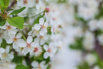 Branch of the blossoming bird cherry tree 