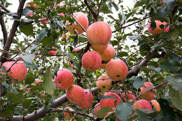Apple Picking Farm