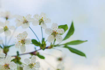 Branch of the blossoming bird cherry tree 
