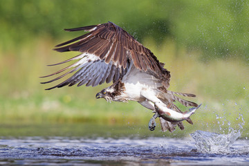 Osprey fishing and hunting on a Scottish loch.