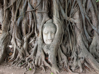 Wall Head of Sandstone Buddha in The Tree Roots at Wat Mahathat,
