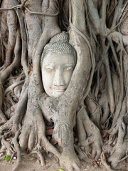 Head of Sandstone Buddha in The Tree Roots at Wat Mahathat, Ayut