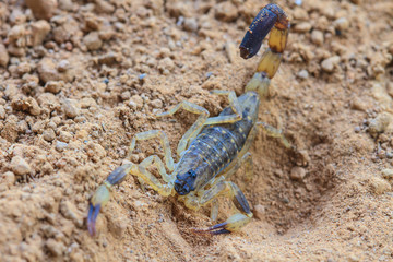 Scorpion