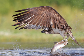 Osprey hunting and fishing in Scottish loch