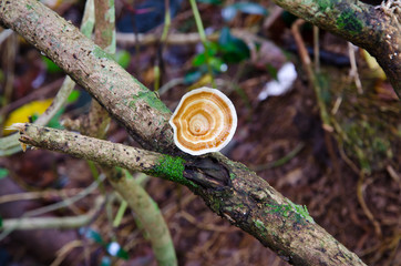Brown mushrooms in the forest