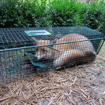 Wild fox is caught in a trap
