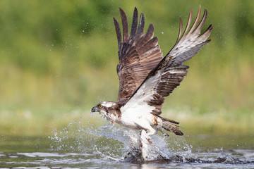 Osprey hunting and fishing in Scottish loch