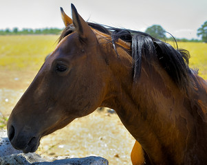 Beautiful brown thoroughbred horse head at farm. Head shot of a chestnut horse