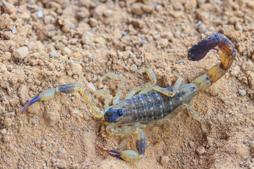 Scorpion