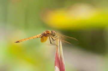 Orange Dragonfly