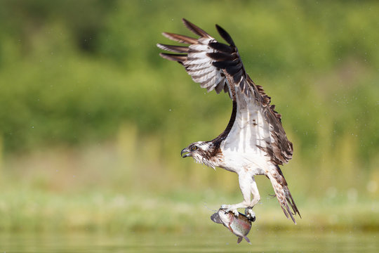 Osprey Hunting And Fishing In Scottish Loch