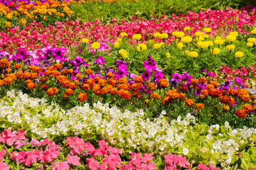 Close-up view of flower bed