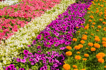 Fototapeta premium Close-up view of flower bed
