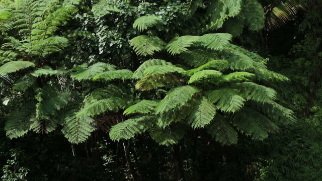 Jungle ferns El Yunque National Park HD 0671
