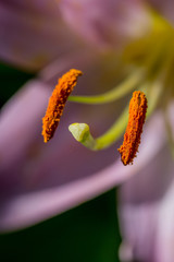 Fototapeta premium Pistil et étamines de Lys 