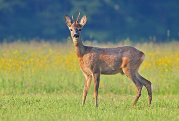 Roe deer