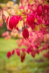 Autumn botany background