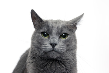 Obraz premium studio portrait of a beautiful grey cat on white background