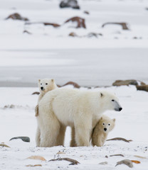 Naklejka na ściany i meble Polar bear with a cubs in the tundra. Canada. 