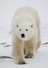 Een ijsbeer op de toendra. Sneeuw. Canada. Een uitstekende illustratie