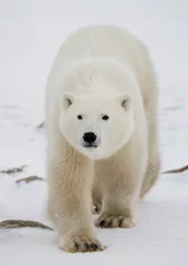 Printed kitchen splashbacks Icebear A polar bear on the tundra. Snow. Canada. An excellent illustration