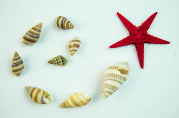 Shells in large quantities