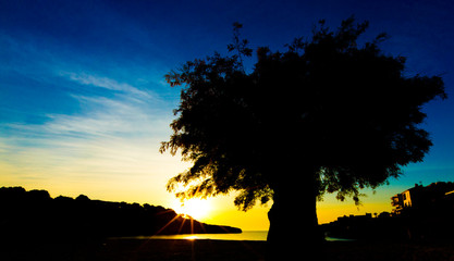 Zen is a tree on the cliff rocks and sunset over the sea