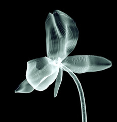 x-ray image of a flower isolated on black , the orchide