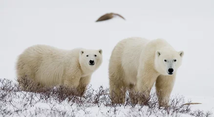 Papier Peint photo Lavable Ours polaire Ours polaire avec des oursons dans la toundra. Canada. Une excellente illustration.