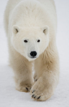 A polar bear on the tundra. Snow. Canada. An excellent illustration