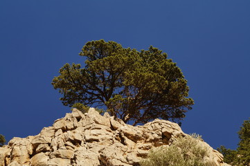 Busch auf Felsen