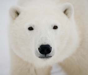 Portrait of a polar bear. Close-up. Canada. 