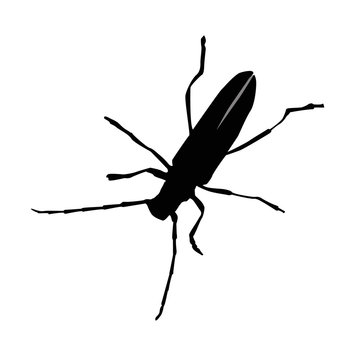 Beetle on white background