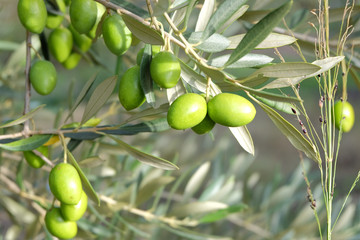Fototapeta premium Olives de Provence