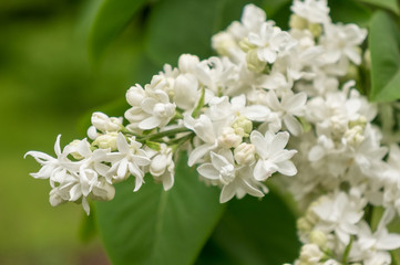 Blossoming branch of a white lilac