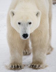 Naklejka na ściany i meble A polar bear on the tundra. Snow. Canada. An excellent illustration